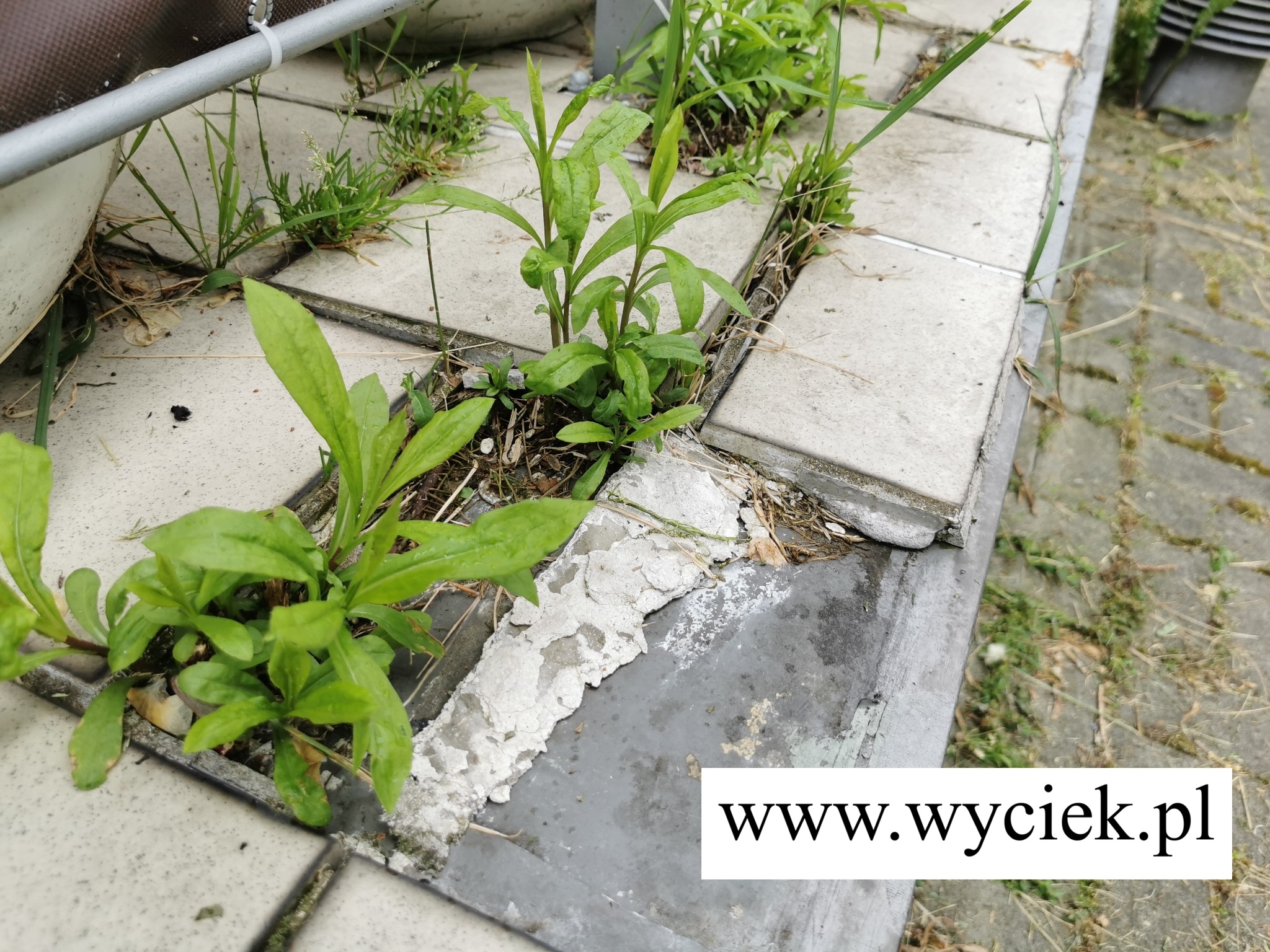 przeciek z tarasu rośliny w szczelinach płytek