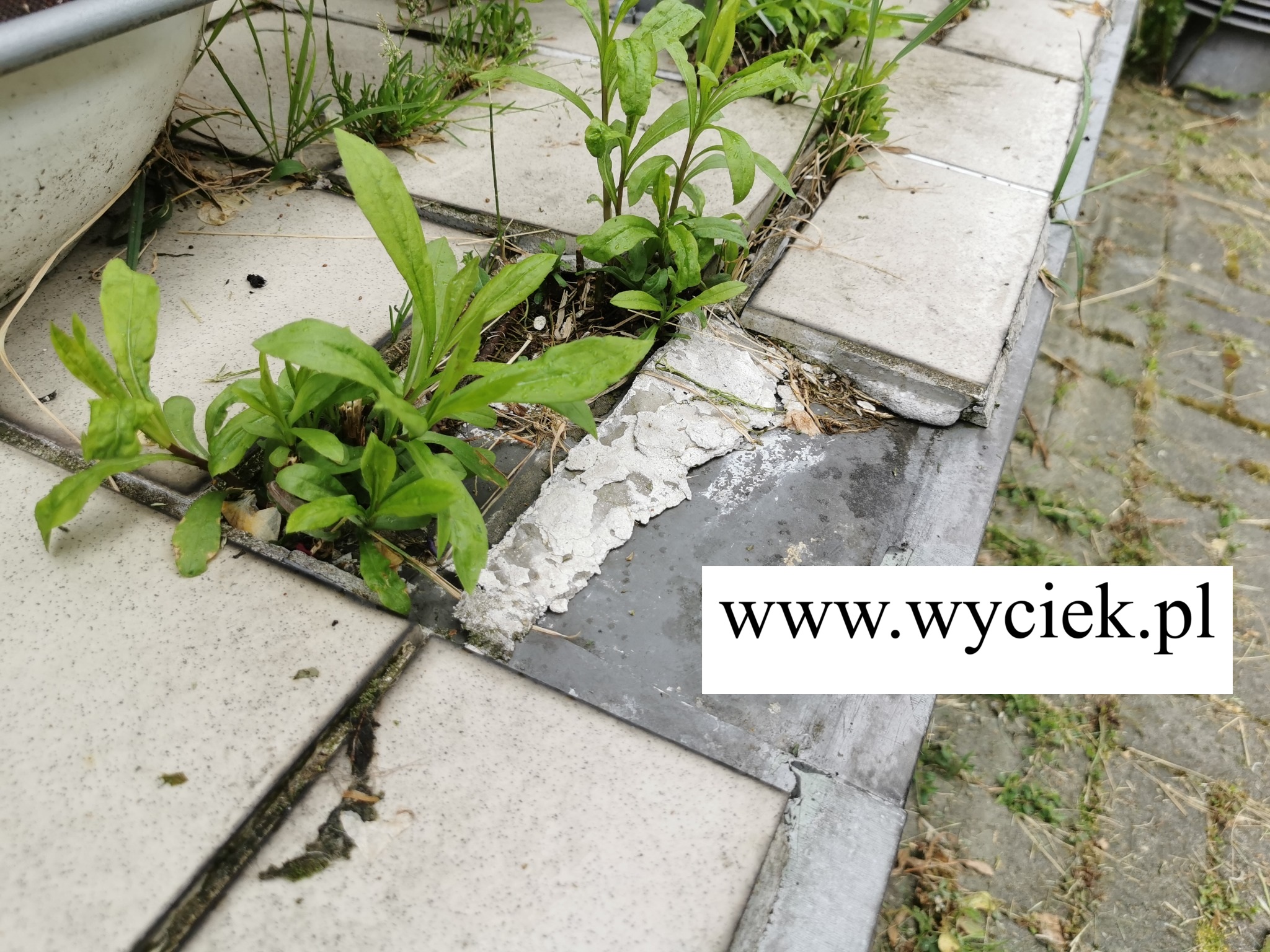 przeciek z tarasu uszkodzona hydroizolacja przy krawędzi